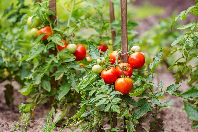 Tomatoes, Peppers, And Other Fussy Neighbors