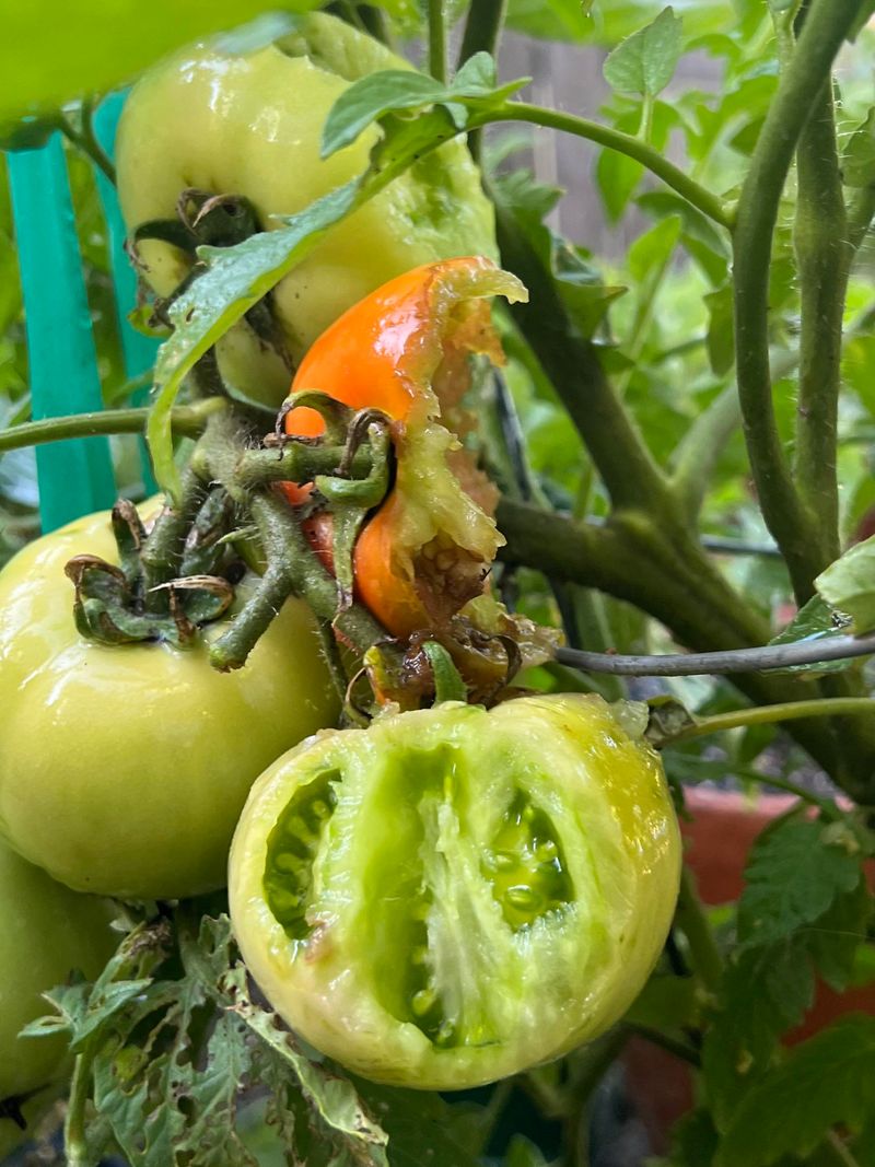 Tomatoes Rank High On Their List