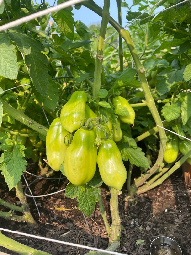 Tomatoes Still Hanging On The Vine