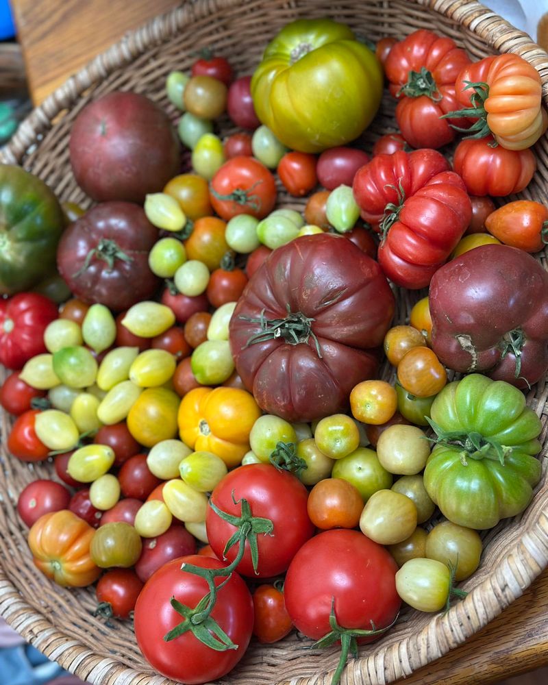 Tomatoes Tomatoes