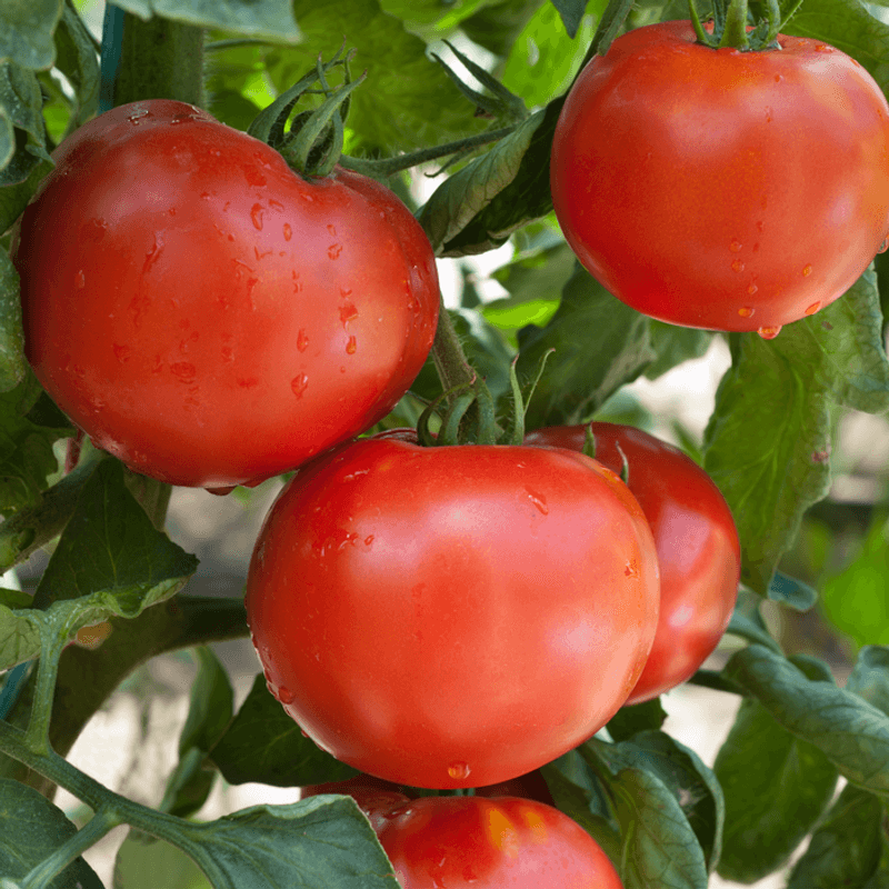 Tomatoes