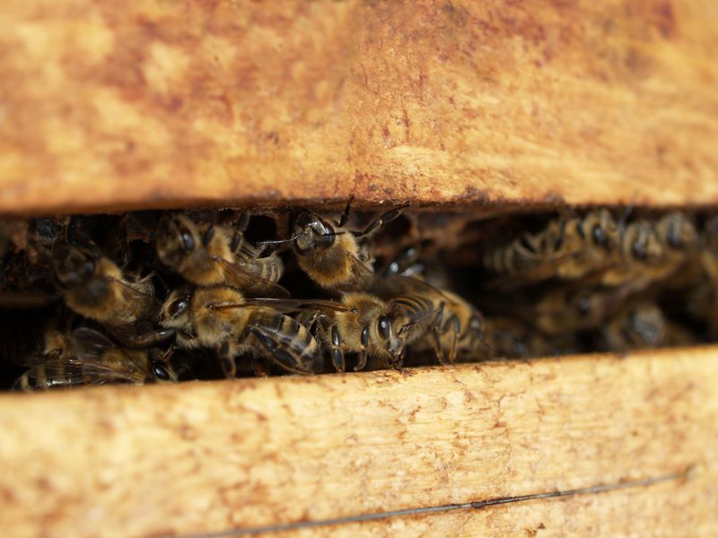 Too Few Bees To Build A Warm Cluster Too Few Bees To Build A Warm Cluster