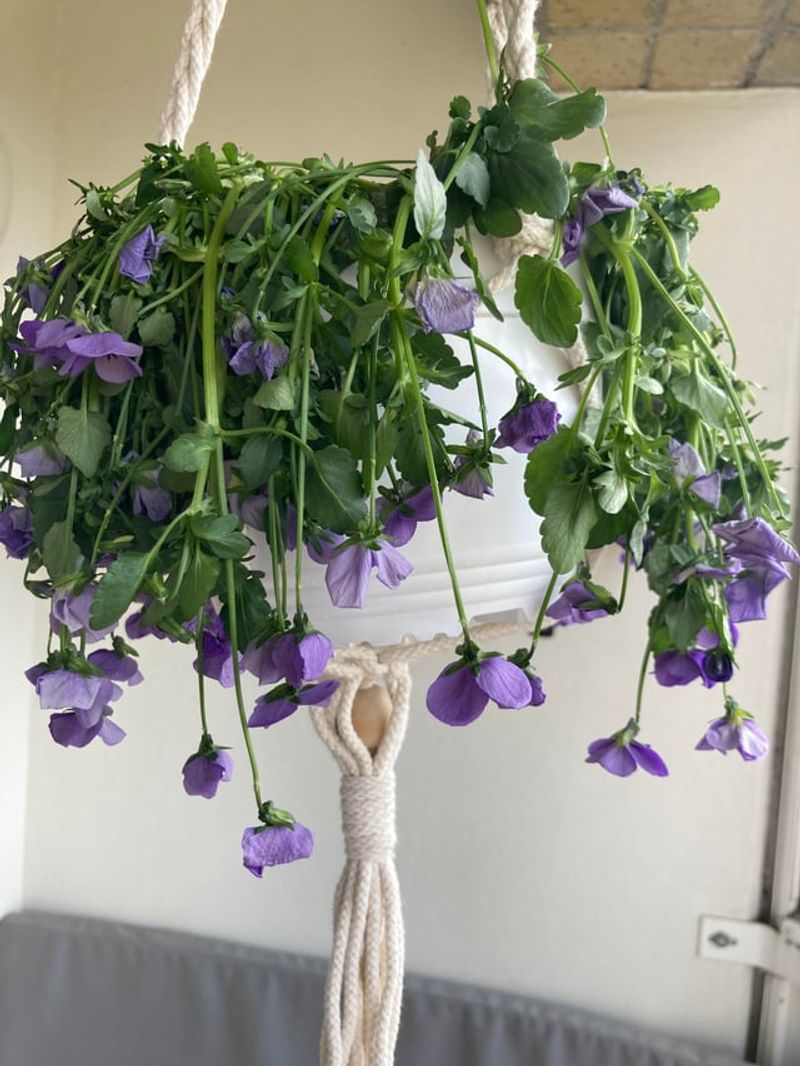 Too Little Sun Makes Pansies Reach