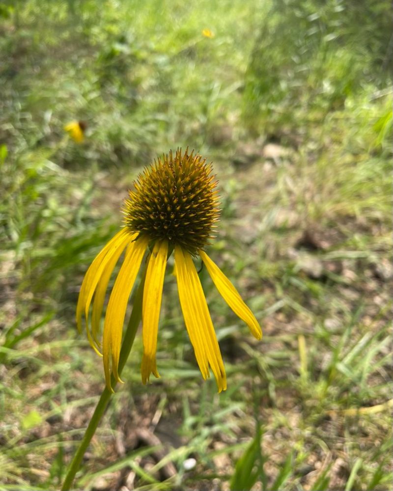 Too Little Sunlight Is Limiting Your Flower Buds