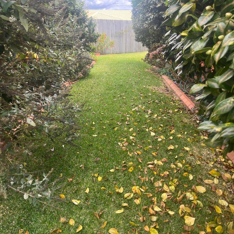 Too Many Leaves Can Smother Grass Too Many Leaves Can Smother Grass