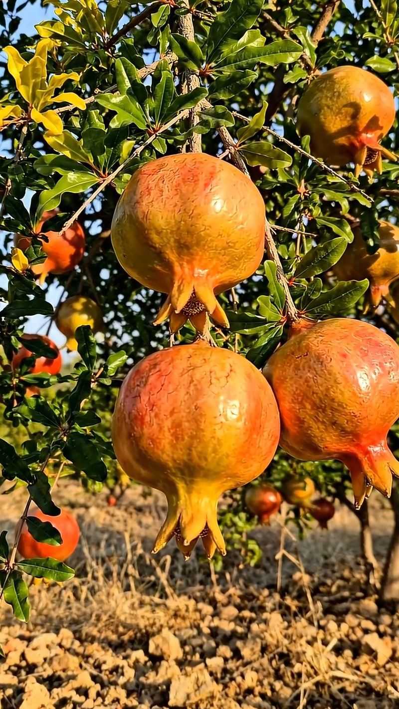 Too Much Fruit On A Single Tree Too Much Fruit On A Single Tree