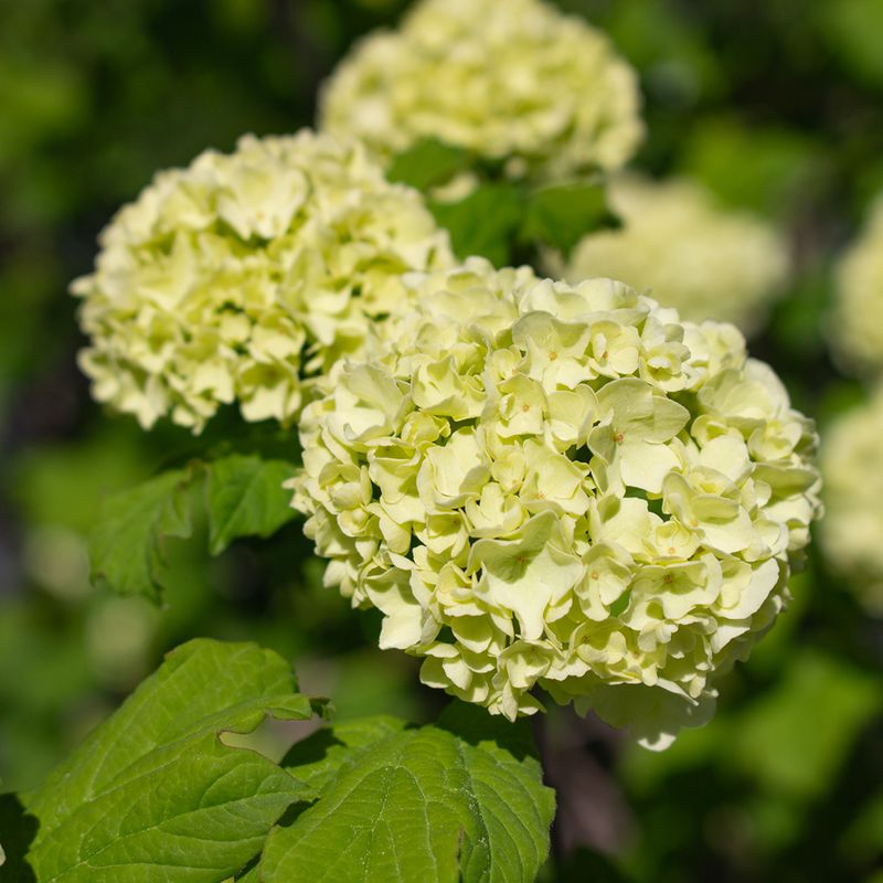Too Much Nitrogen Can Encourage Late Growth Too Much Nitrogen Can Encourage Late Growth