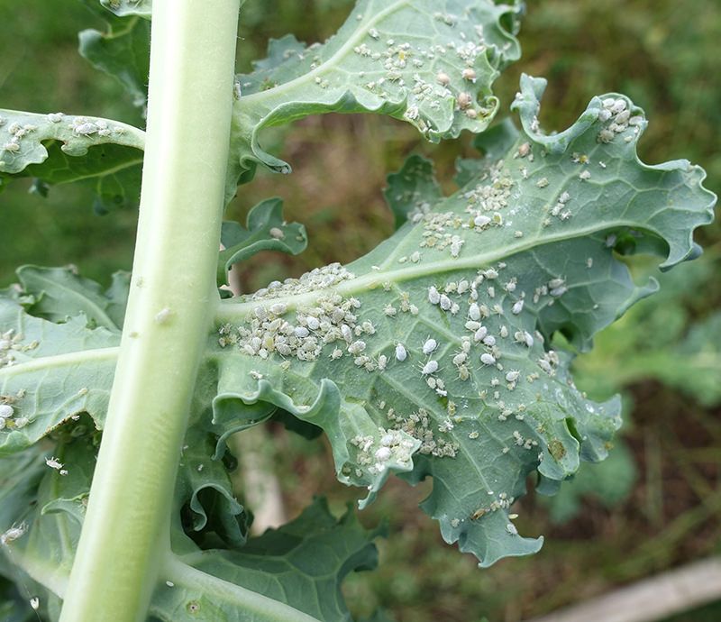 Too Much Nitrogen Feeds Aphid Outbreaks