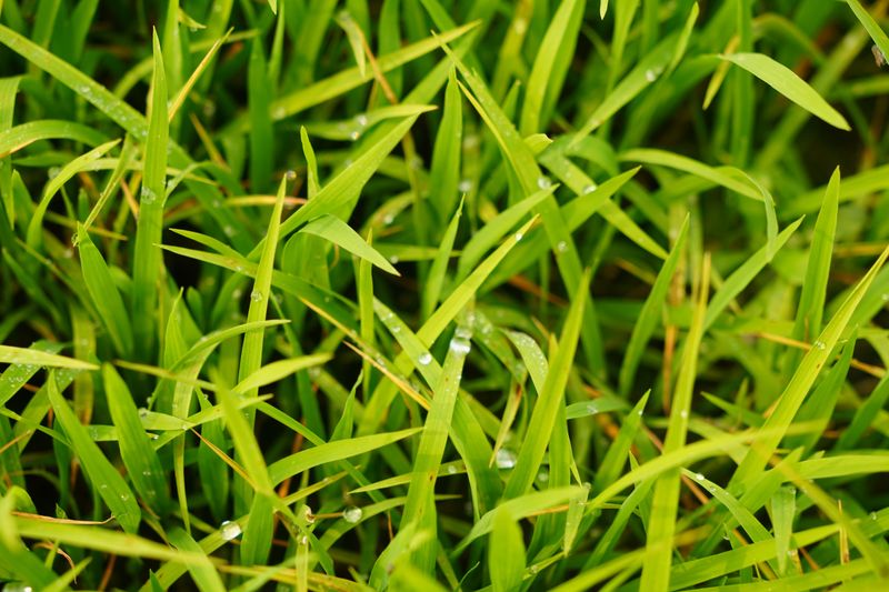 Too Much Nitrogen Turns A Thrifty Grass Fussy