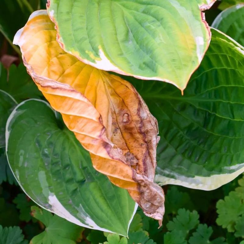 Too Much North Carolina Sun Can Scorch Leaves