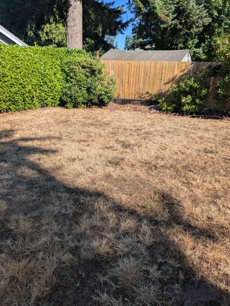 Too Much Shade Can Thin Lawns Again Too Much Shade Can Thin Lawns Again