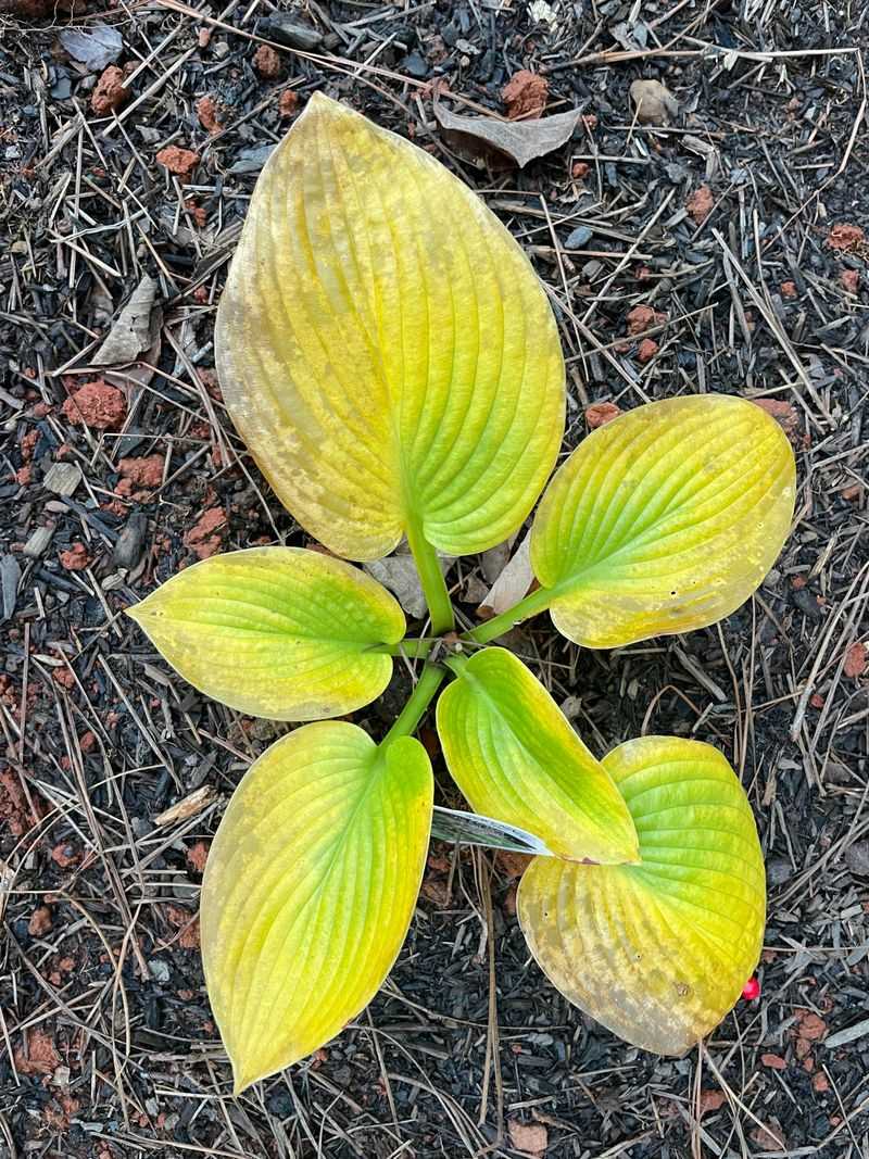 Too Much Sun Can Cause Hosta Foliage To Lose Its Color Too Much Sun Can Cause Hosta Foliage To Lose Its Color