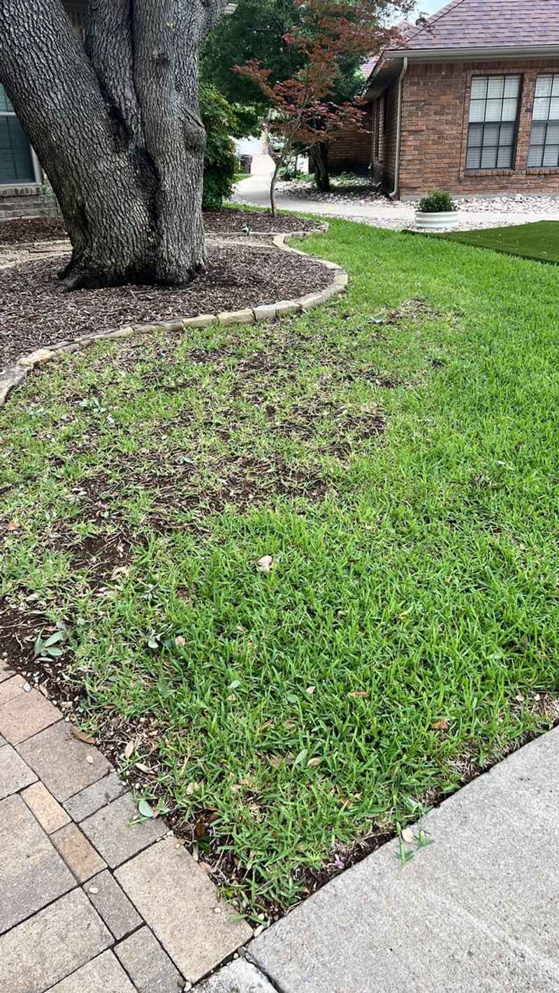 Too Much Water Smothering The Roots