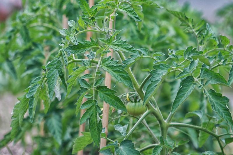 Too much nitrogen creates a leafy plant, not a ripening shortcut