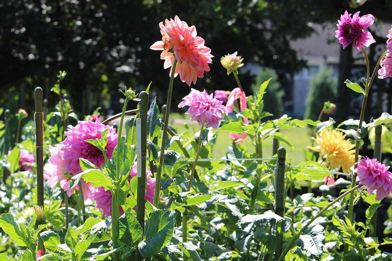 Top Heavy Blooms Snap In Wind Top Heavy Blooms Snap In Wind