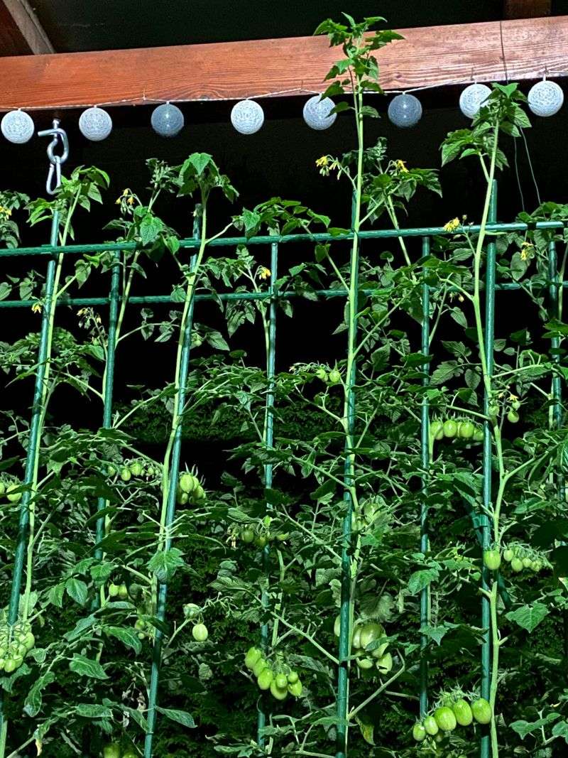 Top Off Indeterminate Vines Now