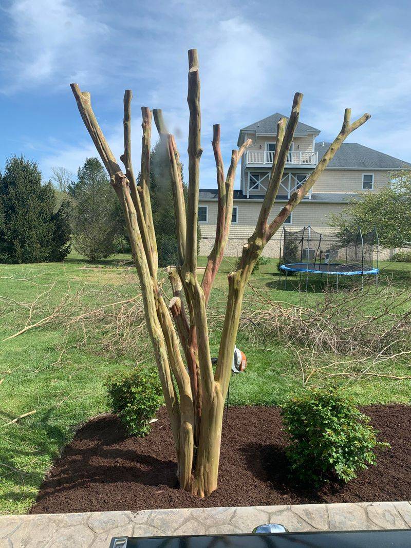 Topping Crape Myrtles Creates Weak Branches Topping Crape Myrtles Creates Weak Branches