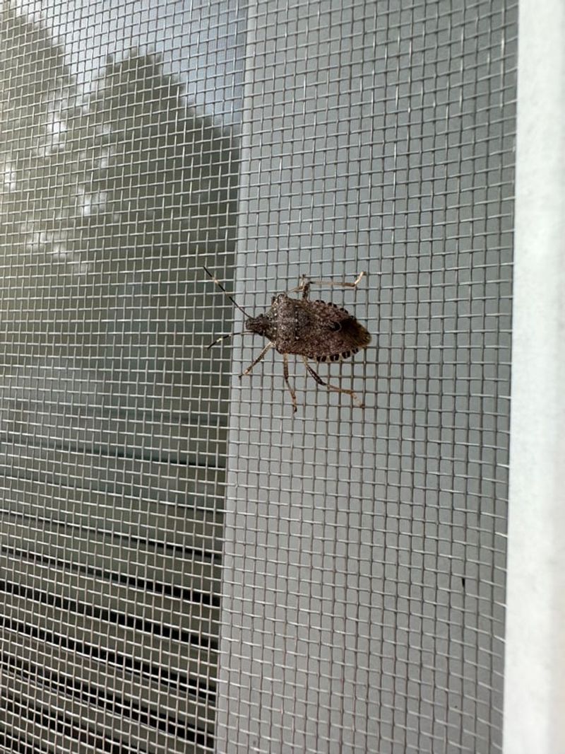 Torn Or Loose Window Screens