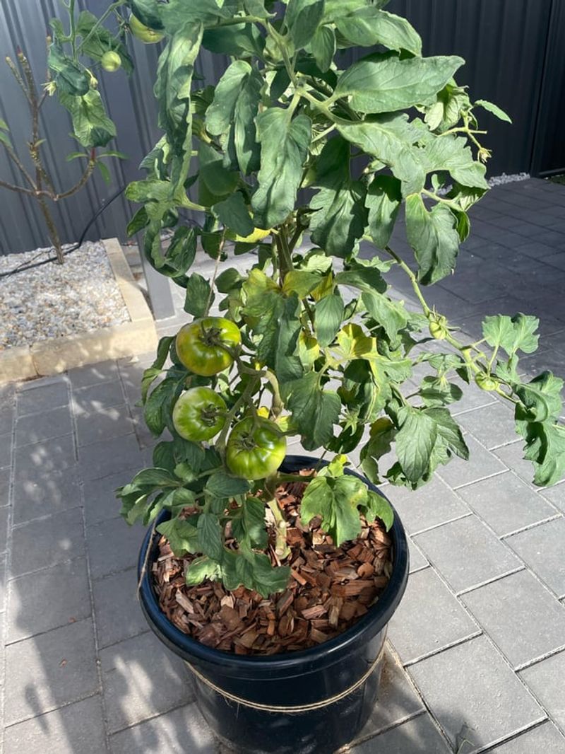 Toss Any Tomatoes Showing Damage Toss Any Tomatoes Showing Damage