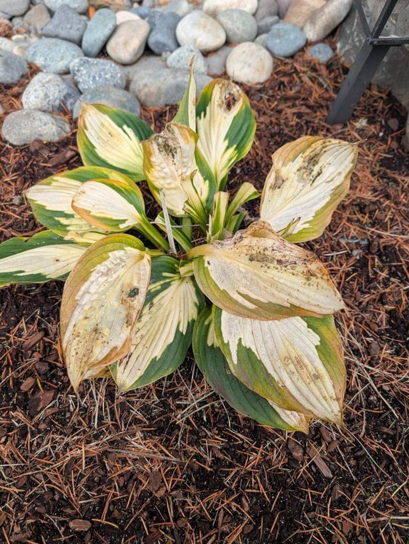 Toss Foliage Showing Signs Of Disease Toss Foliage Showing Signs Of Disease