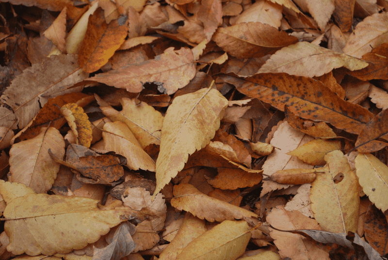 Tough Autumn Leaves Push Them Hunting For Softer Bites