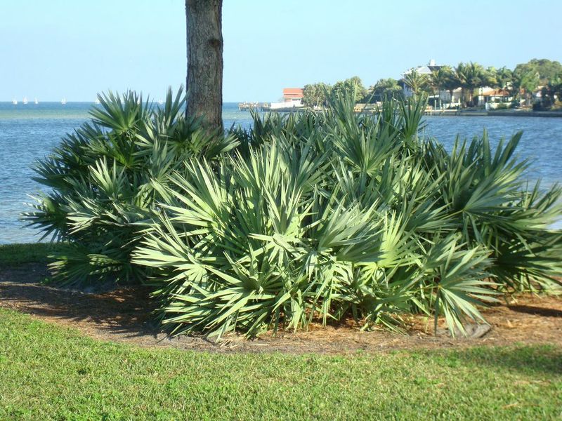 Tough, Drought-Tolerant, And Making A Landscaping Comeback
