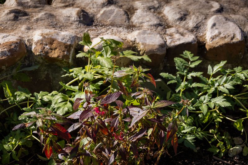Tough Plants That Settle In Happily Nearby