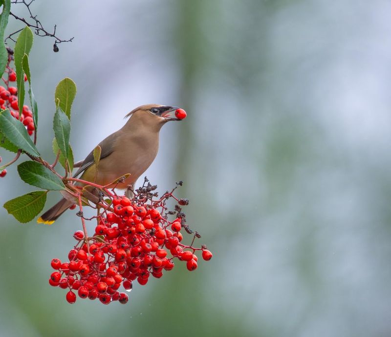 Toyon And Pyracantha Are Big Draws