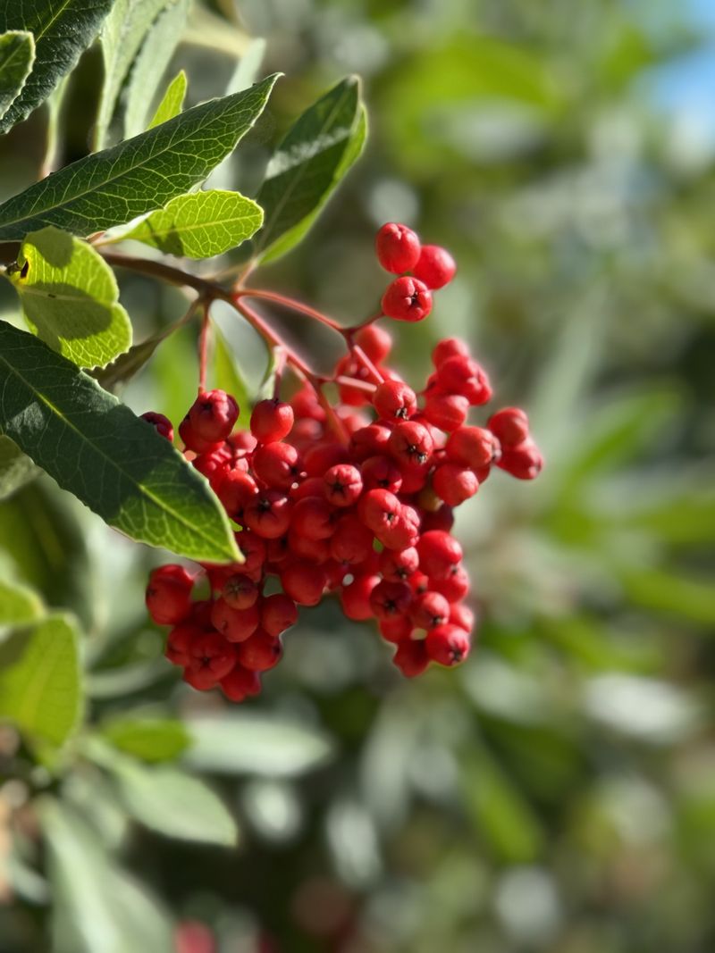 Toyon Establishes Ahead Of Winter Rain Toyon Establishes Ahead Of Winter Rain