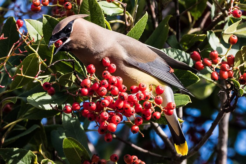 Toyon Feeds Birds Through Winter Toyon Feeds Birds Through Winter