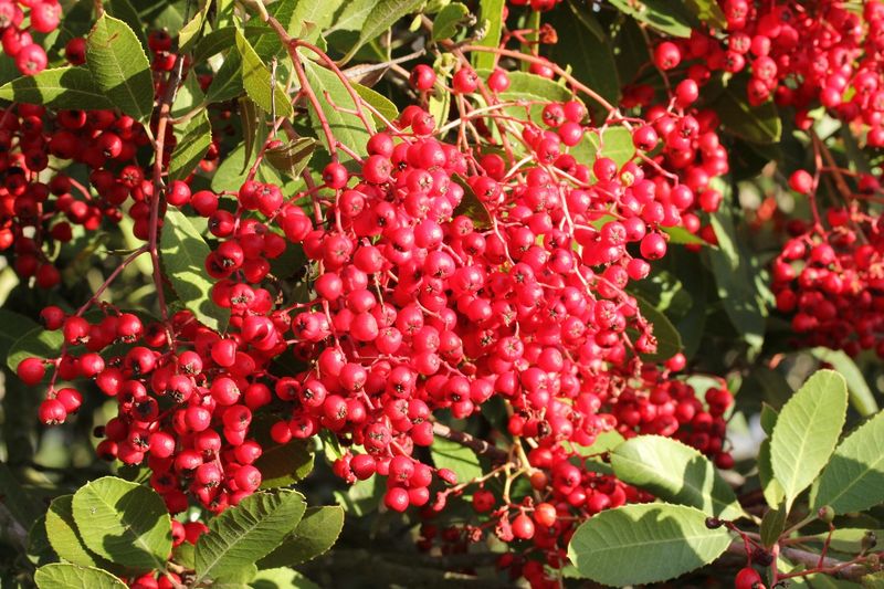 Toyon Offers Year Round Structure Toyon Offers Year Round Structure