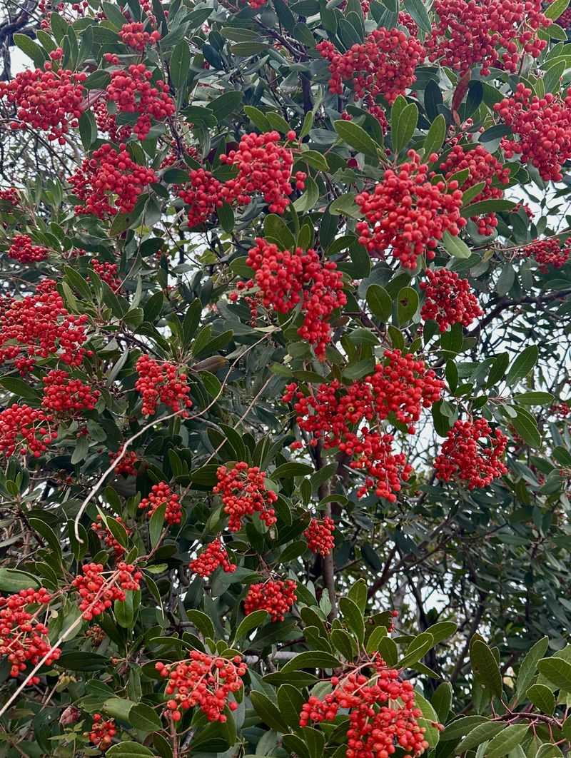 Toyon Trades Blooms For Berries Gracefully Toyon Trades Blooms For Berries Gracefully