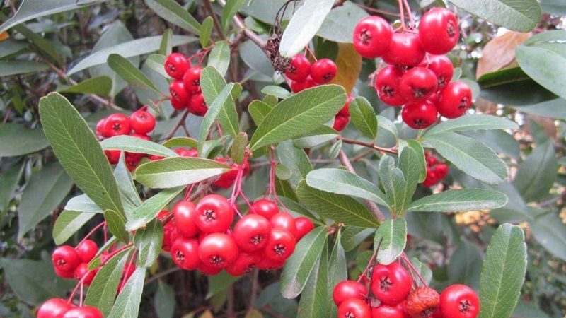Toyon Trades Summer Flowers For Red Berries Toyon Trades Summer Flowers For Red Berries