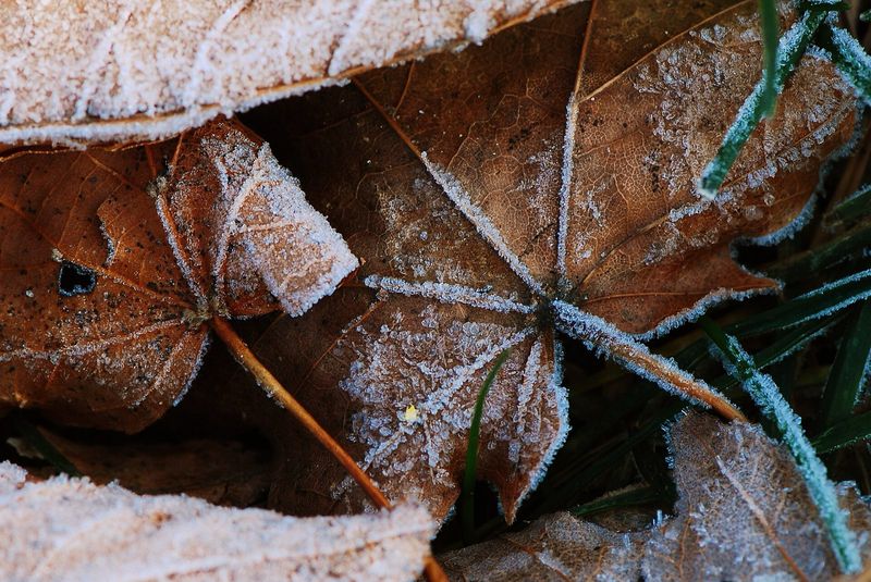 Track Local Frost Dates