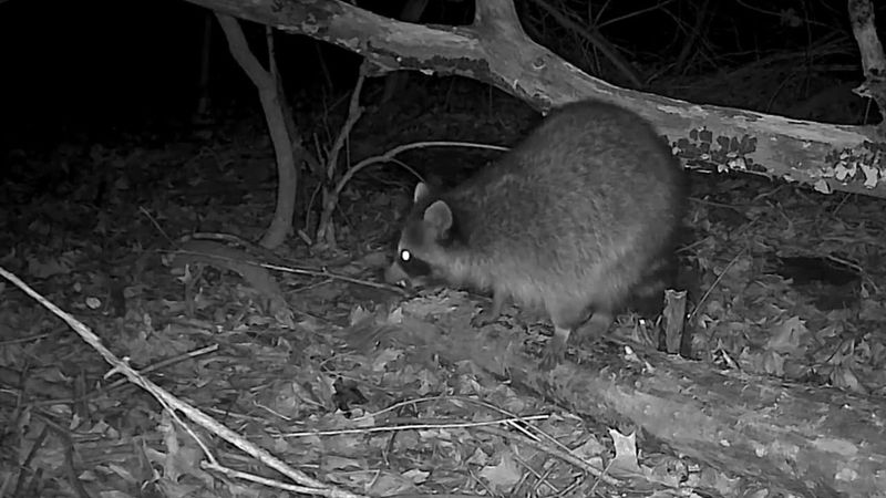 Trail Camera Footage After Dark Trail Camera Footage After Dark