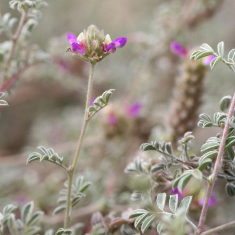 Trailing Dalea in Arizona Landscapes