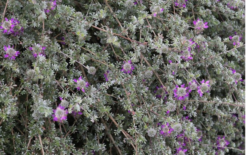 Trailing Indigo Bush (Dalea greggii)
