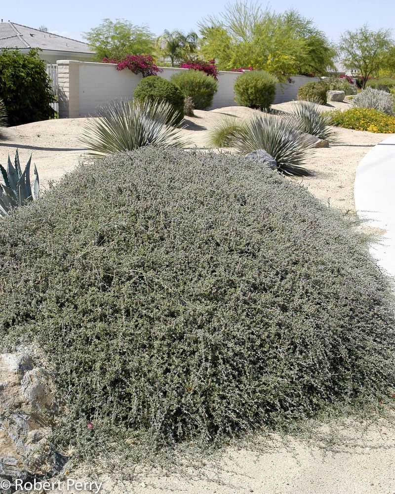 Trailing Indigo Bush for Arizona Slopes