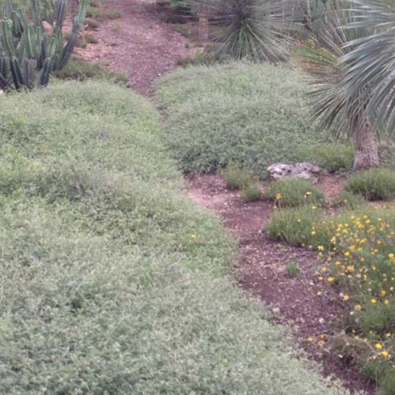 Trailing Indigo Bush in Arizona (Dalea greggii)