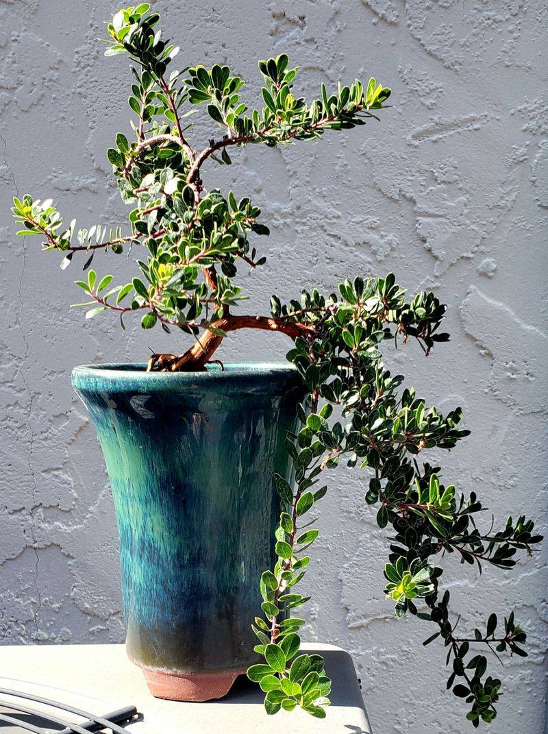 Trailing Manzanita Blooms In Late Winter