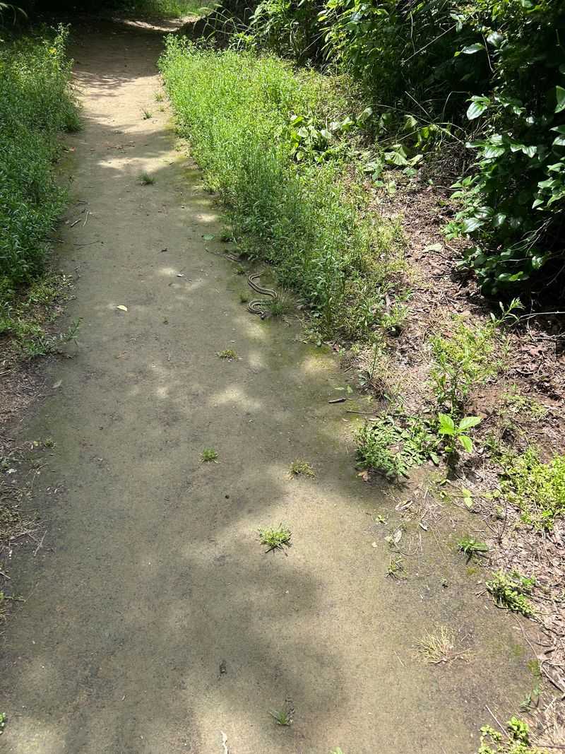 Trails Through Tall Grass Are A Clue
