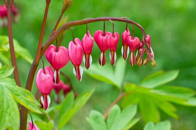Transplant Bleeding Hearts After Summer Growth Ends Transplant Bleeding Hearts After Summer Growth Ends