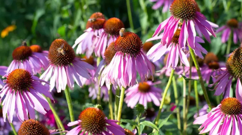 Transplant Coneflowers Before Winter Dormancy Begins Transplant Coneflowers Before Winter Dormancy Begins
