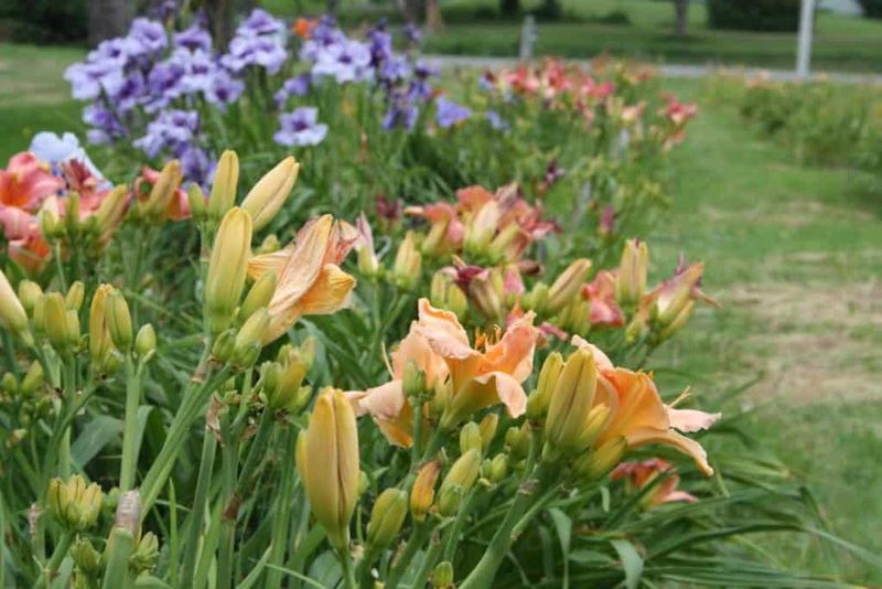 Transplant Daylilies In Early Fall For Healthier Spring Growth Transplant Daylilies In Early Fall For Healthier Spring Growth