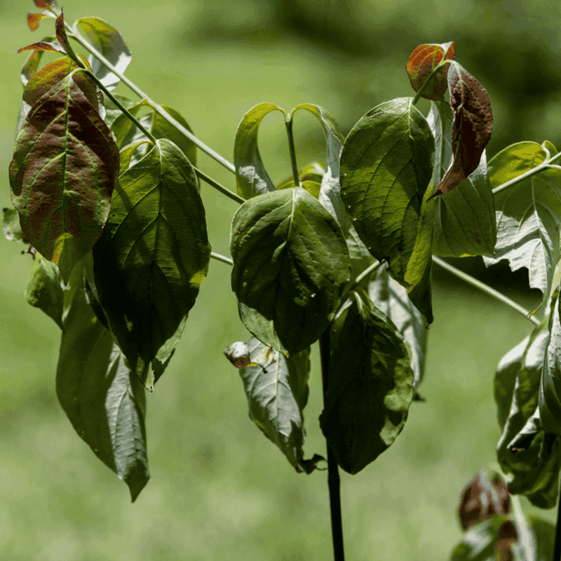 Transplant Shock Loses Most Of Its Punch