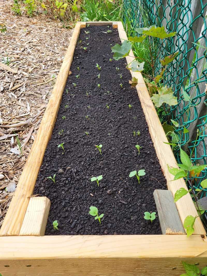 Transplants Can Buy You A Head Start, Carefully Transplants Can Buy You A Head Start, Carefully