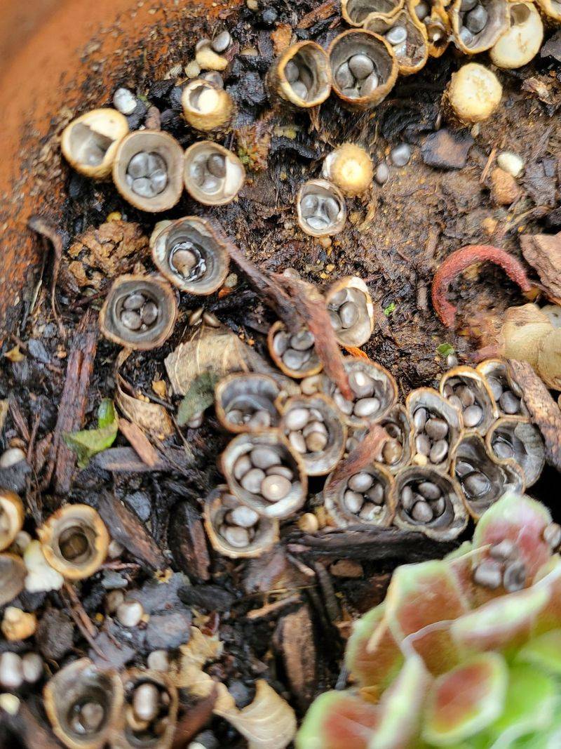 Trapping Moisture Around Thirsty Roots