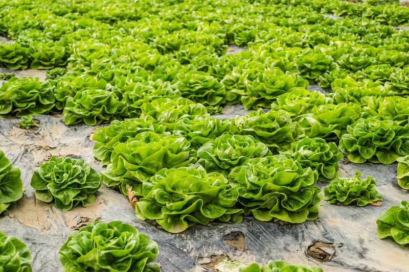 Traps That Lure Them Away From Your Greens