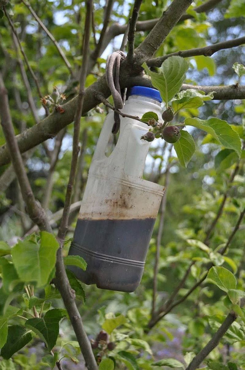 Traps, Timing, And Smarter Spray Choices Traps, Timing, And Smarter Spray Choices