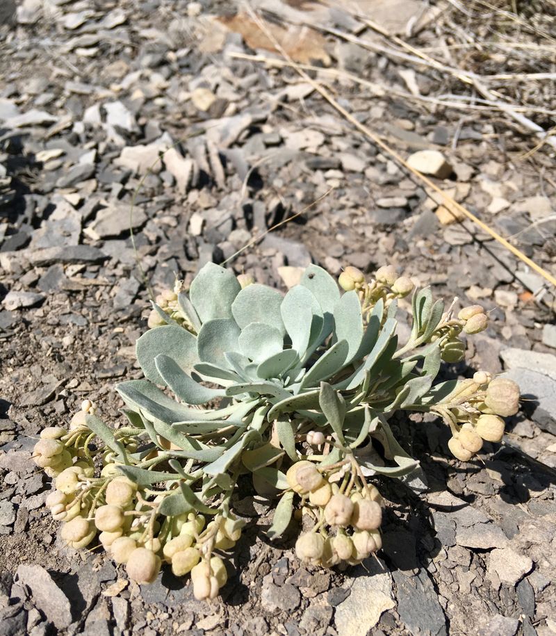 Tread Light And Help This Rare Wildflower Hang On